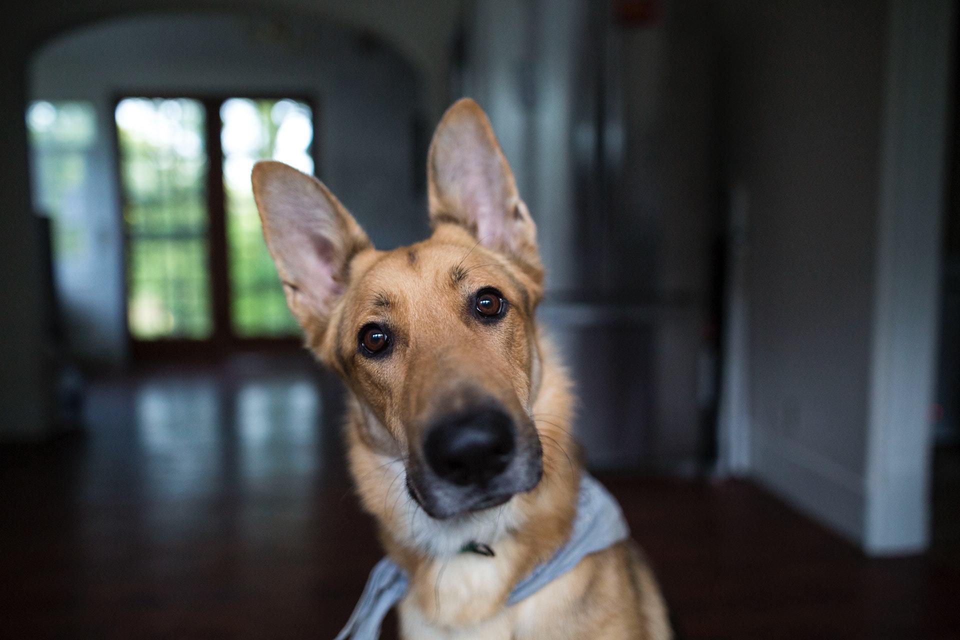Dog Body Language: 7 Clever Ways Your Pup Uses It To Communicate