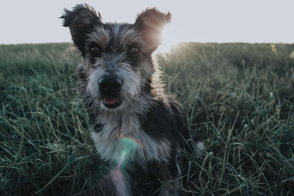 Worms In Dogs: Types, Symptoms & Prevention