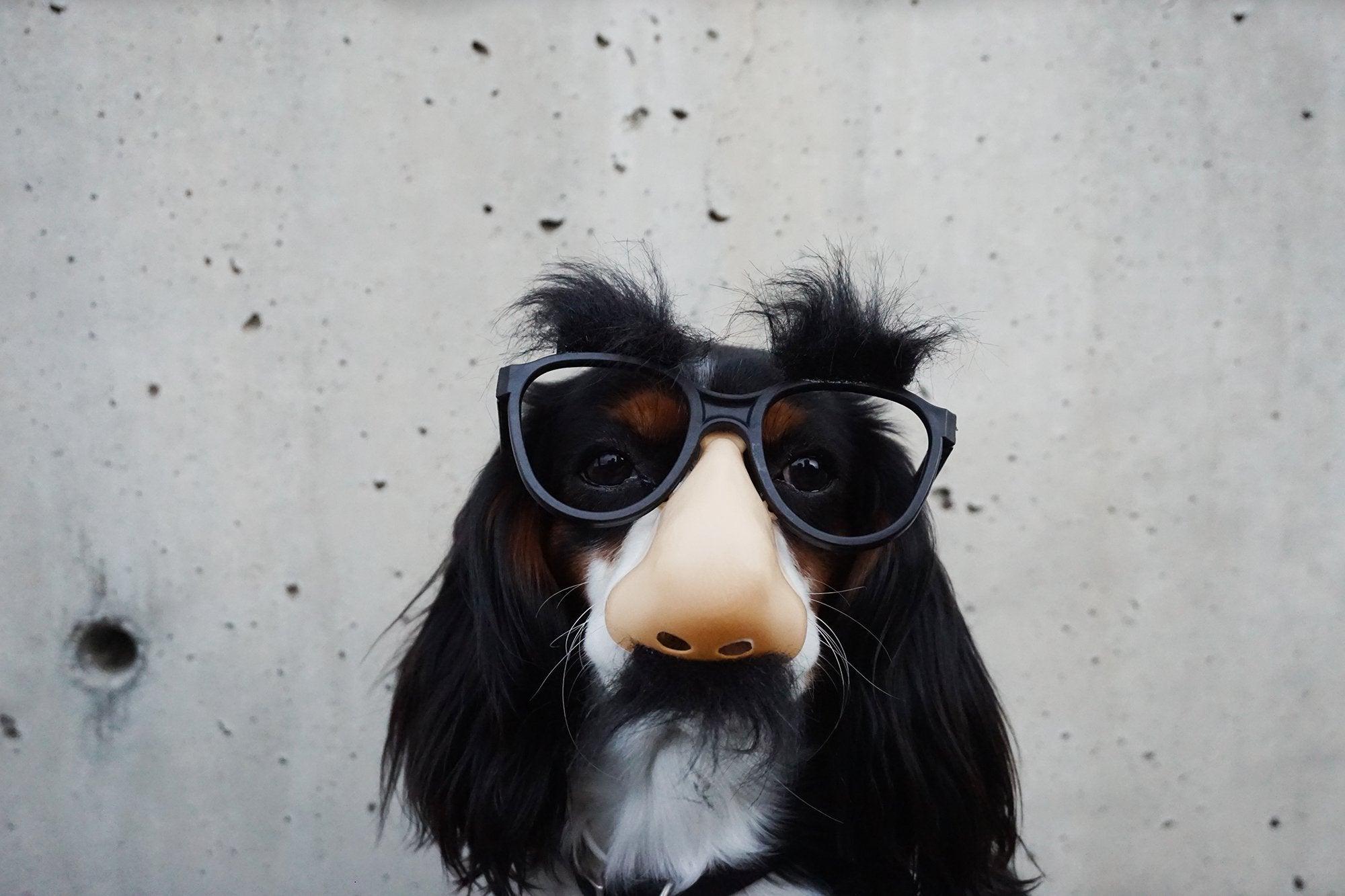 7 Common Dog Myths Pretending To Be Facts!