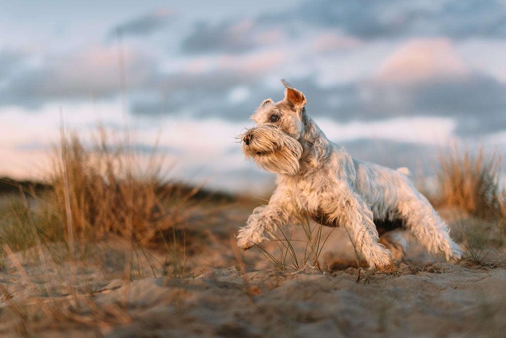 Does A Dog Sweat?