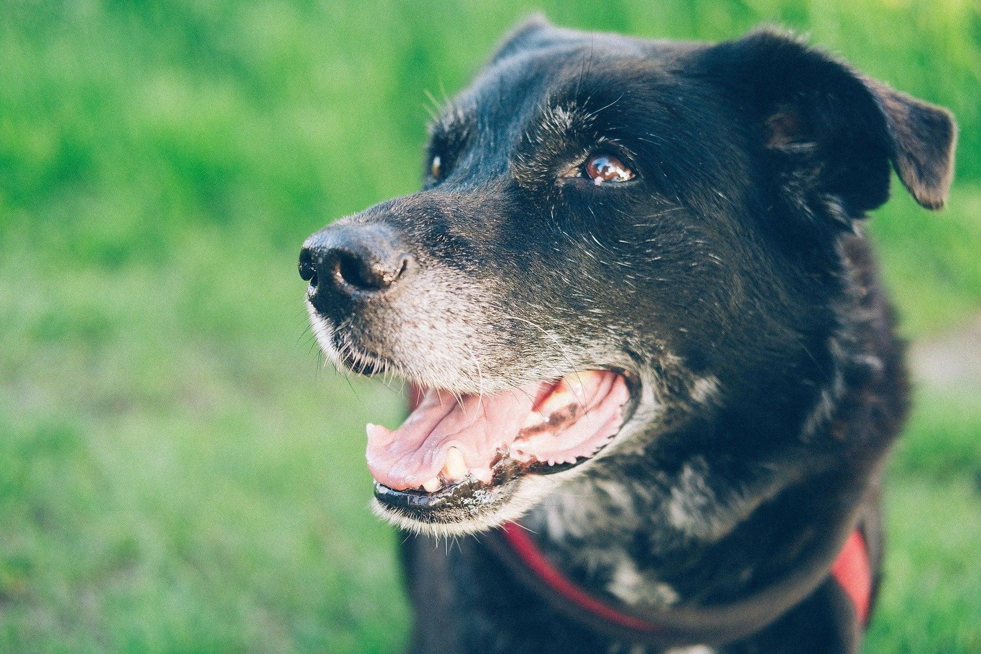 4 Senior Dog Activities To Try