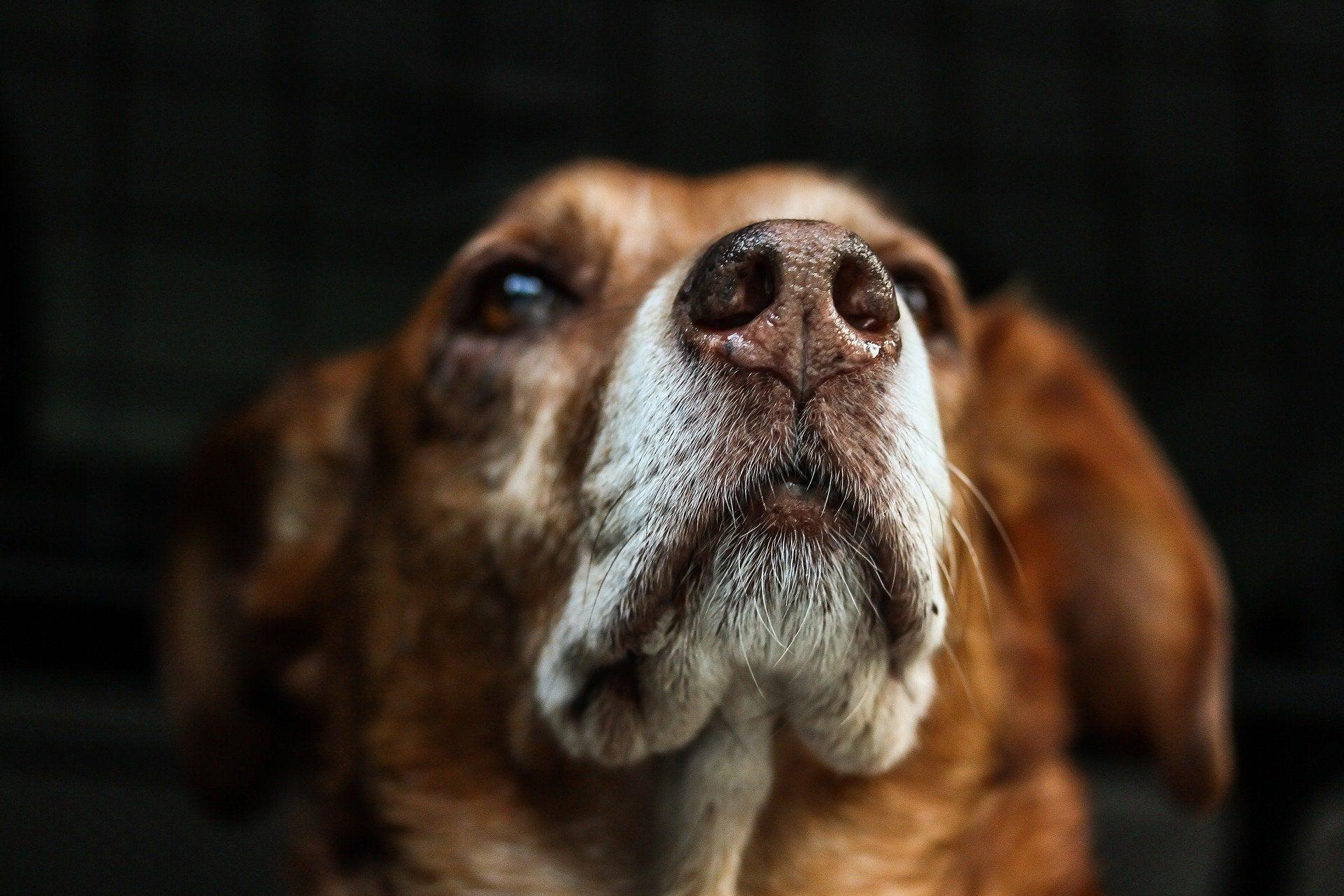 Scent Work Dog Training
