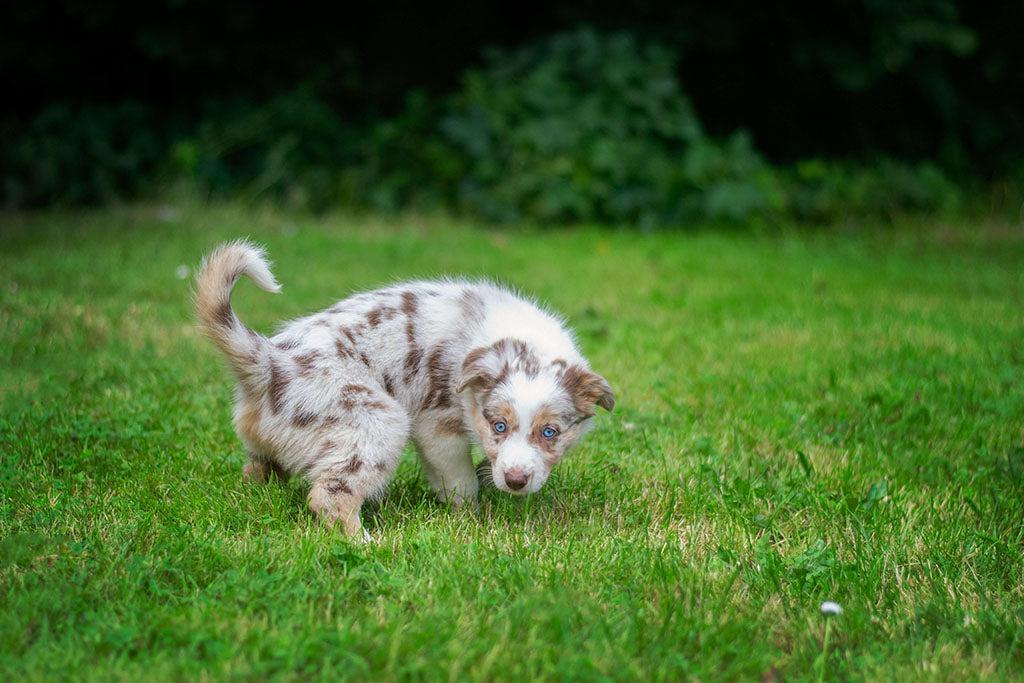 How To Get Dog Pee Out Of Carpet
