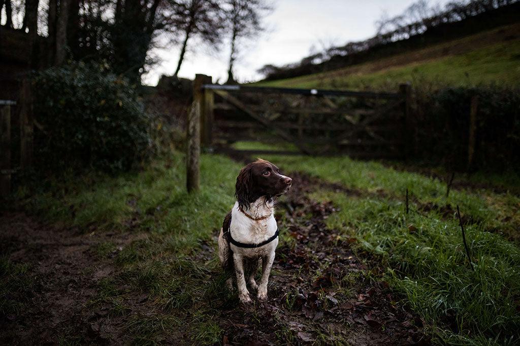 Why Is My Dog Eating Mud?