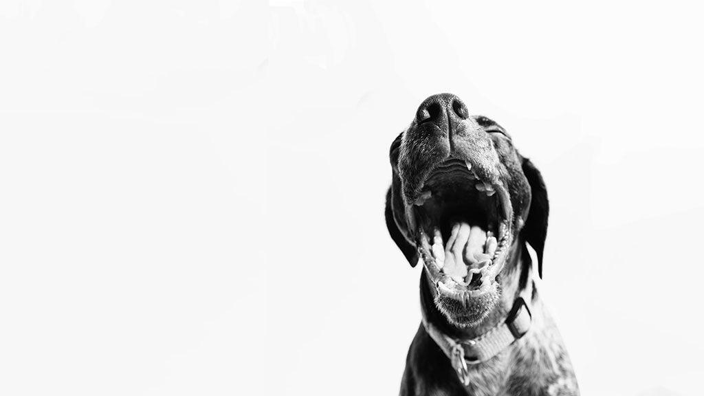 Why Does My Dog Keep Sneezing?