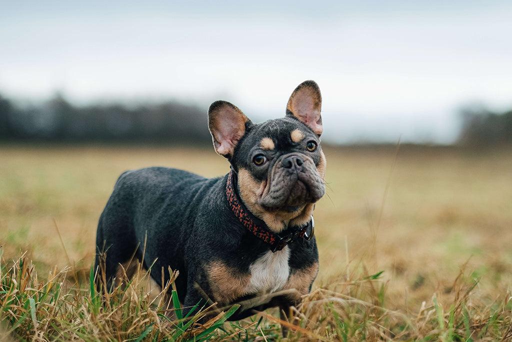 Can Dogs Burp?