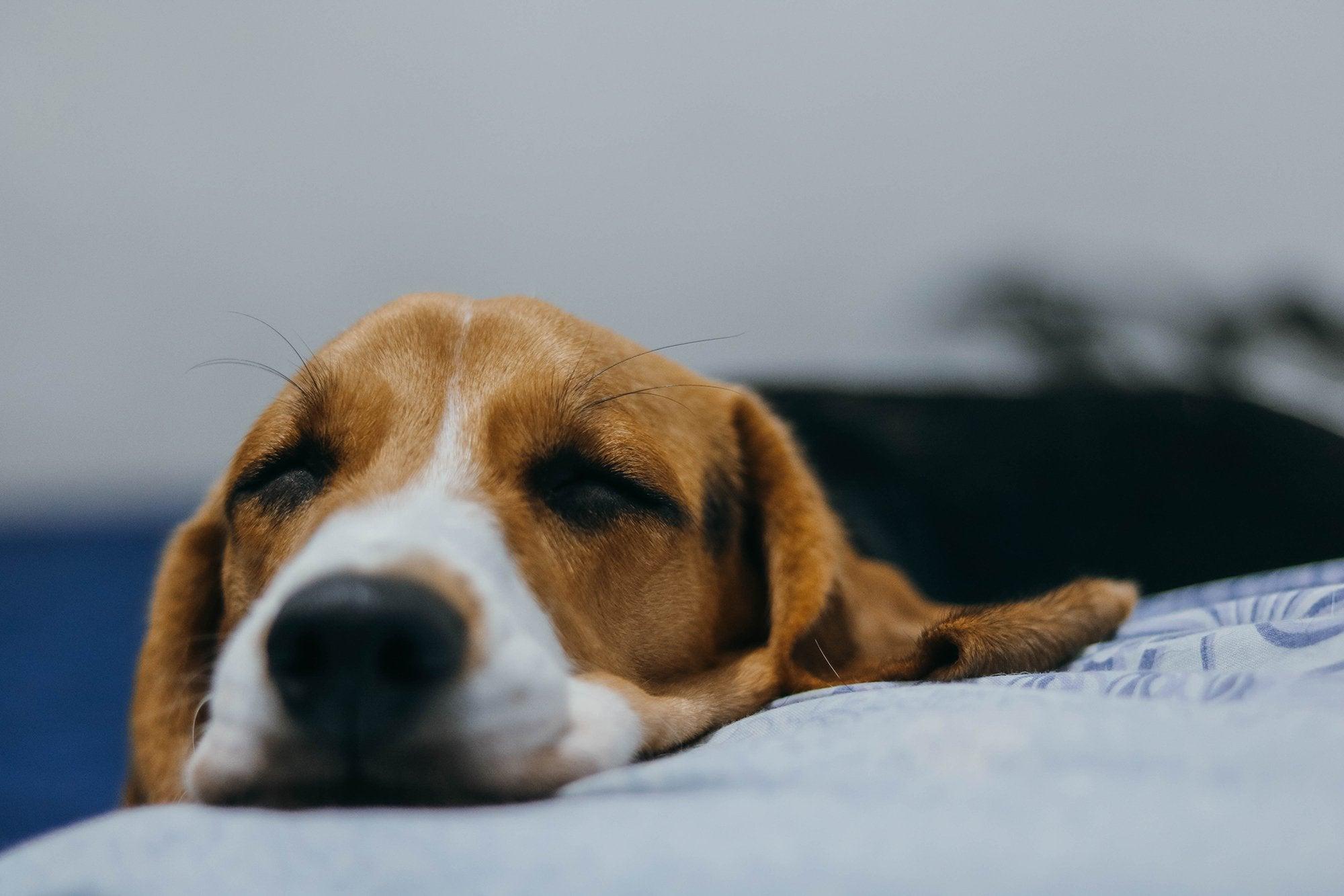 7 Essential Oils To Calm Dogs