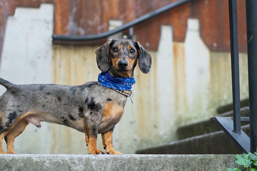 Dog Tummy Ache: What Are The Signs?