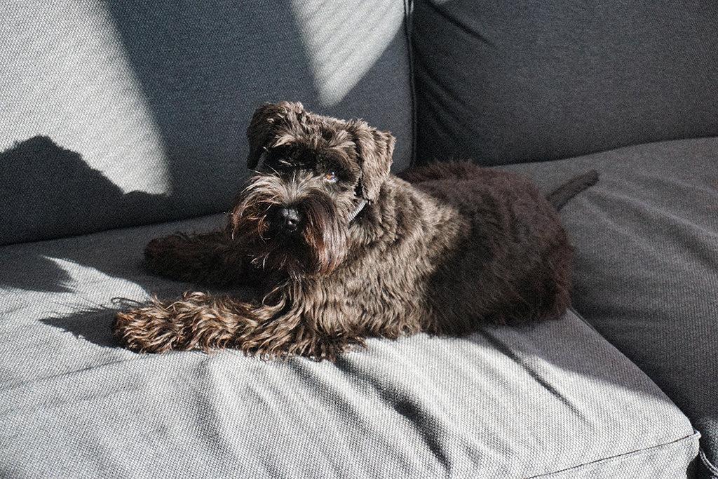 Dog Mange: Symptoms, Treatment & Prevention