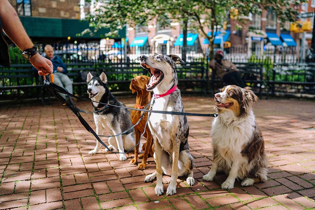 What Type of Dog is Best For You?