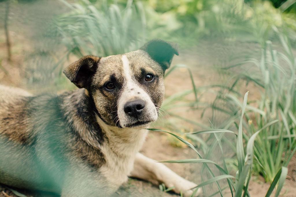 Dog Can't Wee? Here's Why…