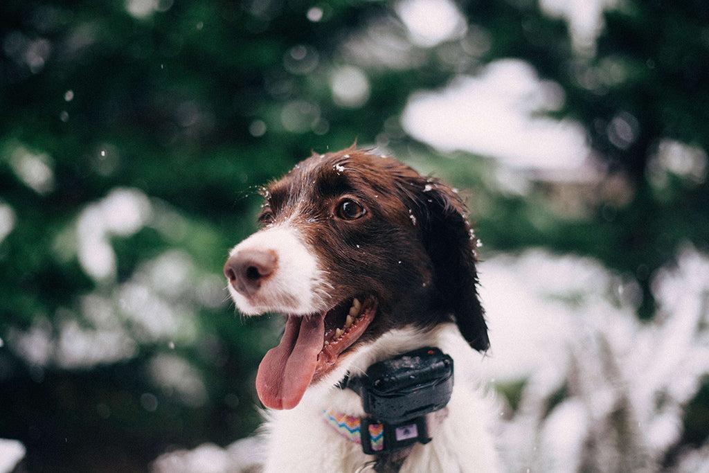 Flea Allergy In Dogs & The 3 Other Most Common Dog Allergies