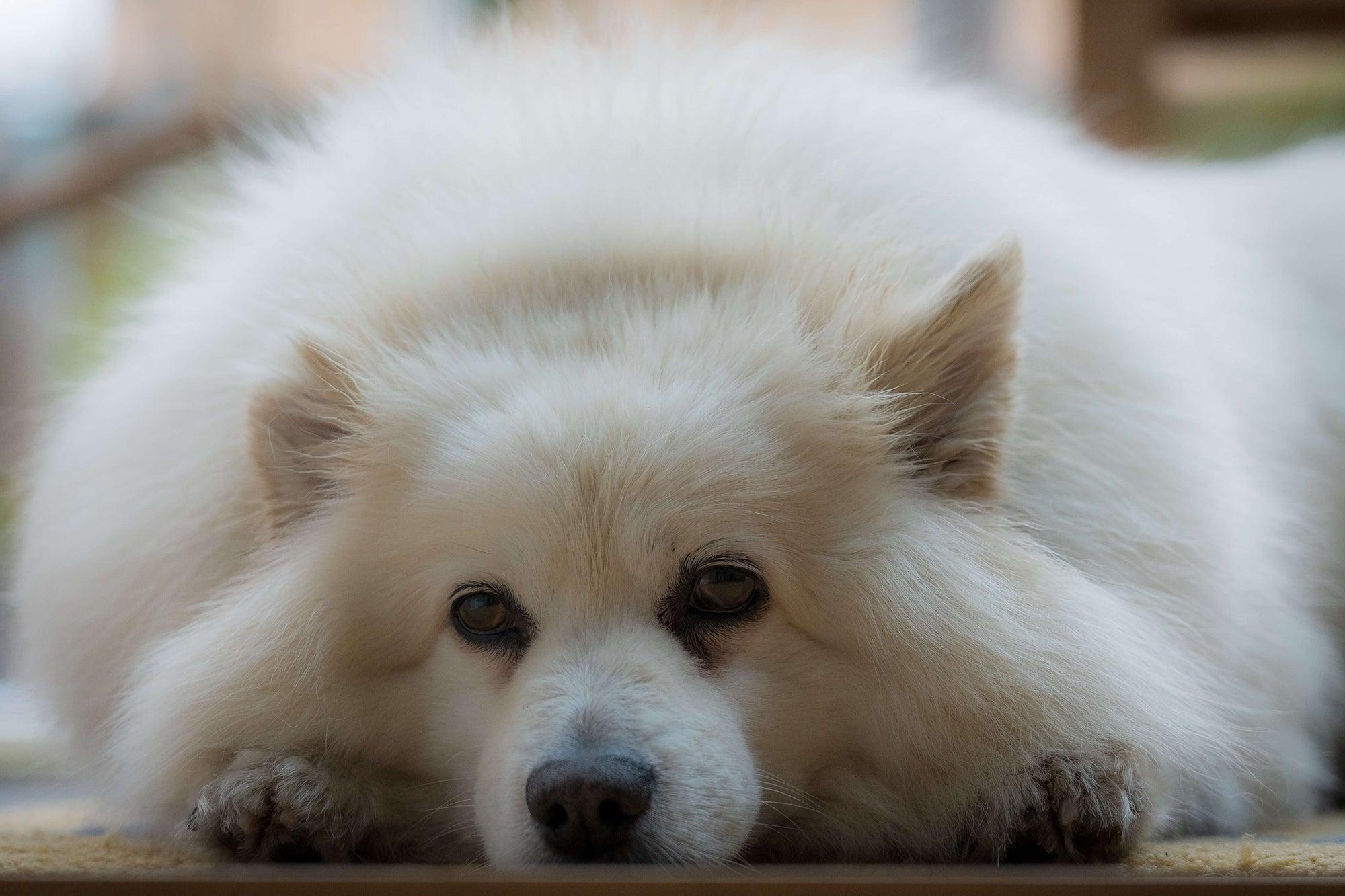 Dog's Eyes Watering? Here's What To Do