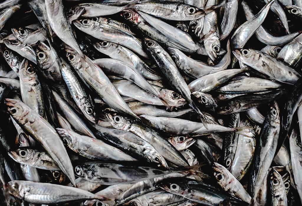 Can Dogs Eat Anchovies?