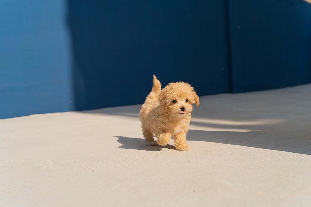 Puppy Socialisation & Why It’s Important