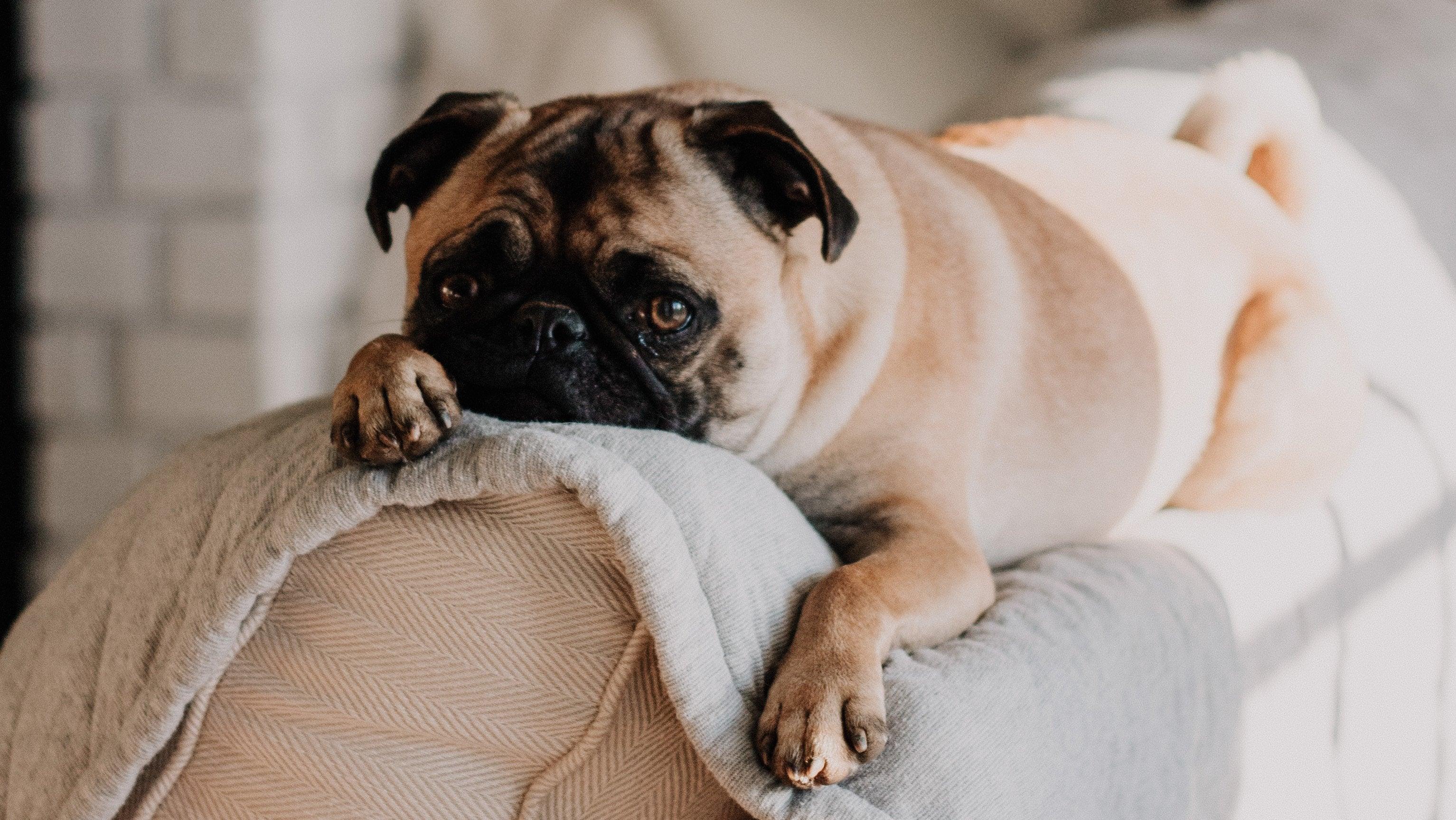 How To Calm An Anxious Dog