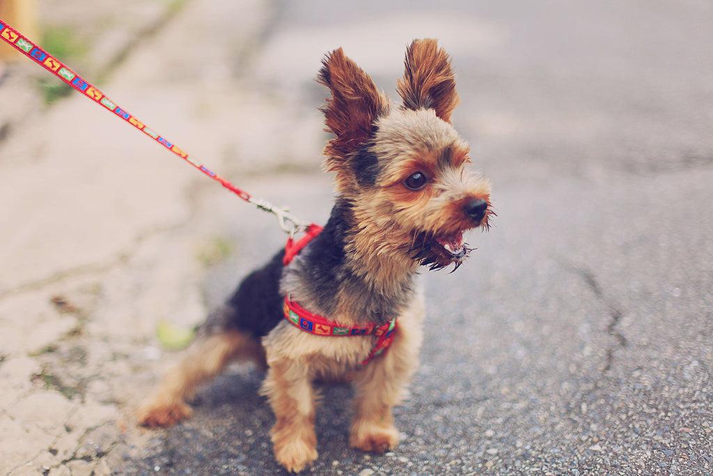 How To Stop A Dog From Pulling On The Lead