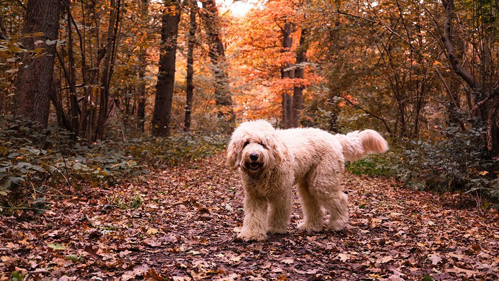 Why Do Dogs Eat Poop?