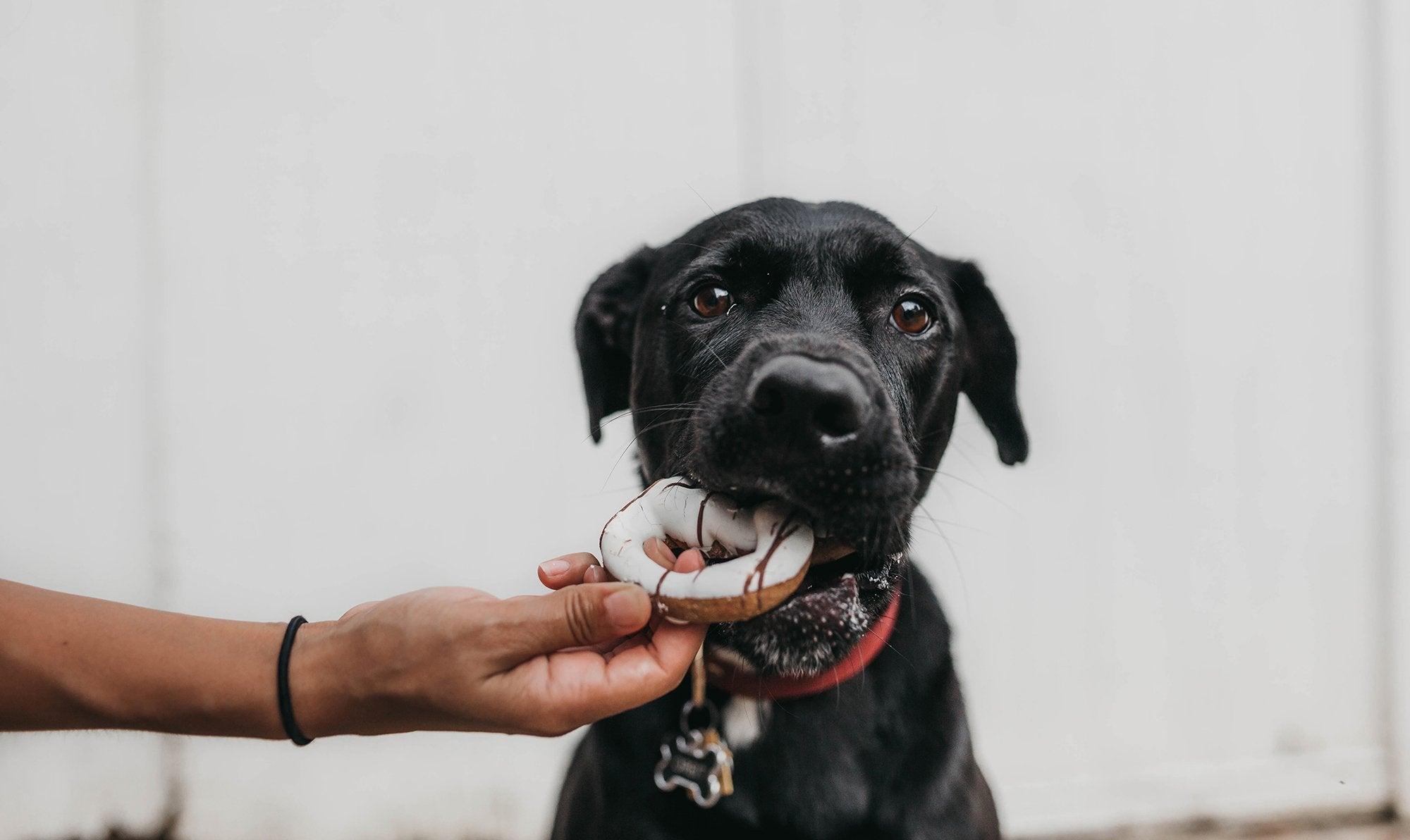 What To Feed Dogs