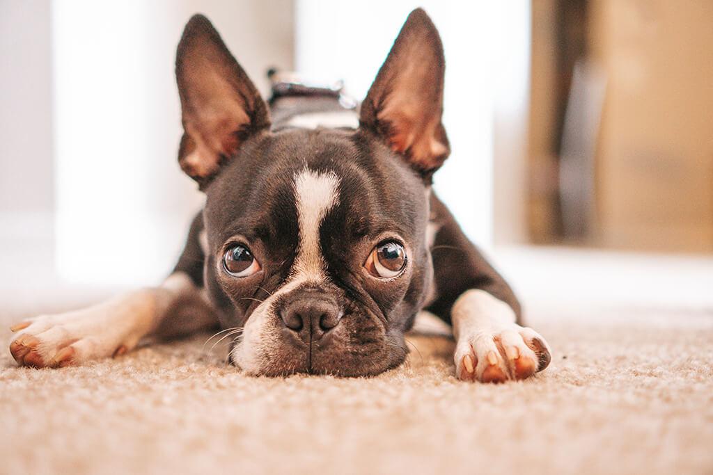 Reverse Sneezing In Dogs