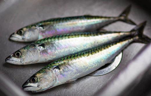 Can Dogs Eat Sardines?