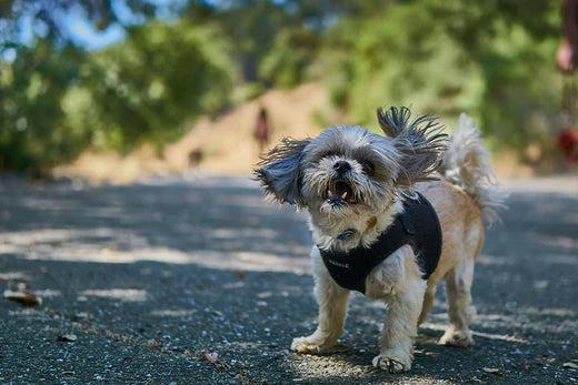 Why Do Dogs Shake?
